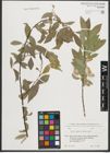 Foto von Salix pycnostachya Andersson
